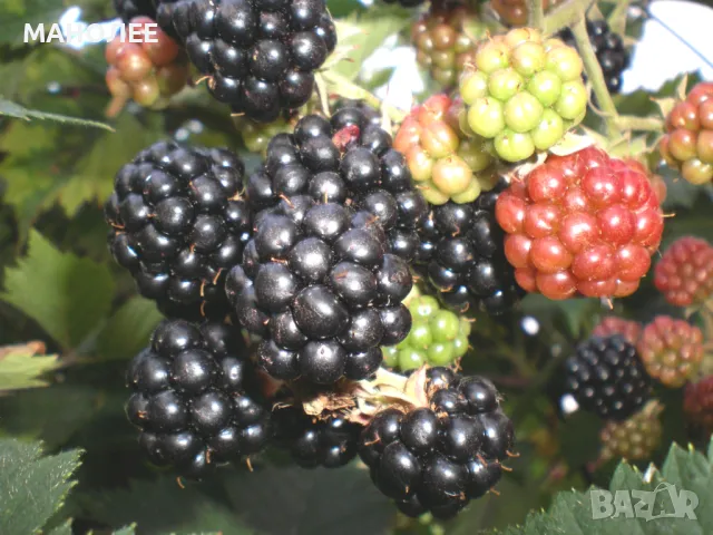 Къпини без бодли