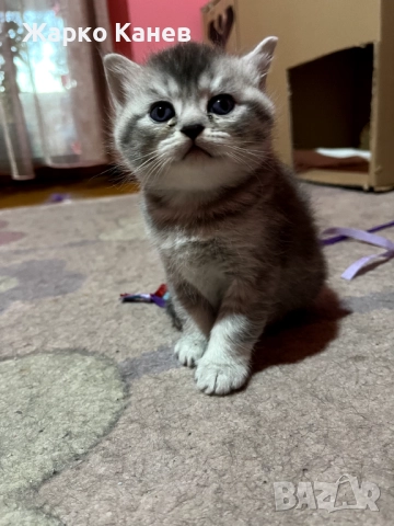 Страхотни пет британчета, снимка 5 - Британска късокосместа - 52505141