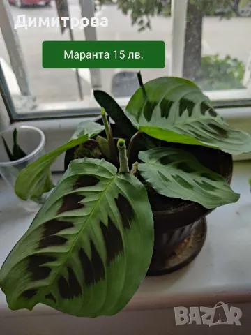 Маранта , снимка 1