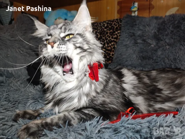 Мейн Кун чистокръвен , снимка 6 - Мейн кун - 48432225