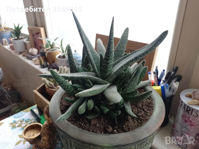 екзотично растение в красива керамична саксия, снимка 2 - Стайни растения - 40840528