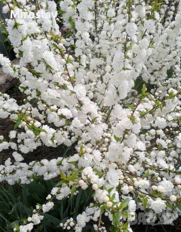 Японска Вишна-(Prunus Alba Plena), снимка 1 - Градински цветя и растения - 40121338