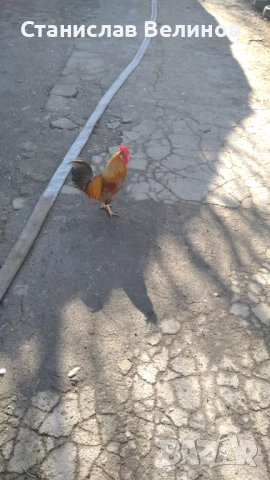 Продавам  петле полуджинка, снимка 2 - други­ - 52856205