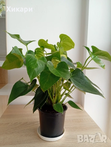 Антуриум с цвят, снимка 3 - Стайни растения - 53574512