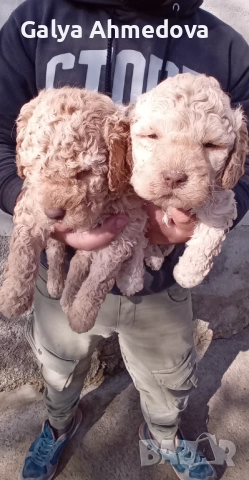 Лагото романьоло , снимка 5 - Други - 52822728