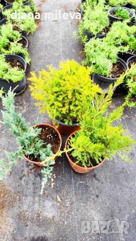 Промо пакет от 3бр студоустойчиви иглолистни и вечнозелени растения!, снимка 4 - Градински цветя и растения - 50929669