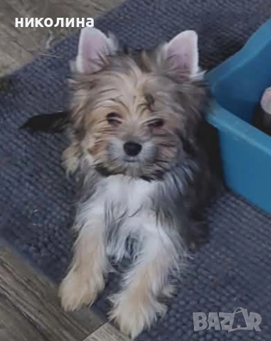 продавам йоркширски териер , снимка 7 - Йоркширски териер - 53471449