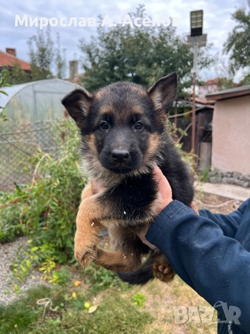 Немски Овчарки , снимка 9 - Немска овчарка - 52111989