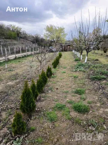 Вечнозелена Бързоразстяща Източна Туя / Thuja orientalis /, снимка 4 - Градински цветя и растения - 34168506