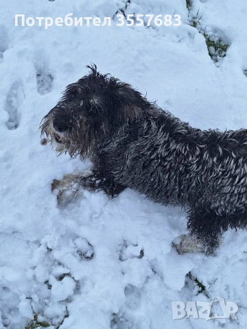 Мител Шнауцер (стандартен) сол и пипер , снимка 6 - Други - 53586894