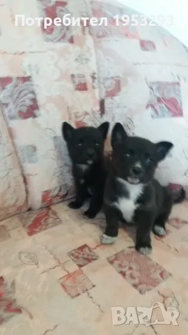 Чихо пинчери мини , снимка 1