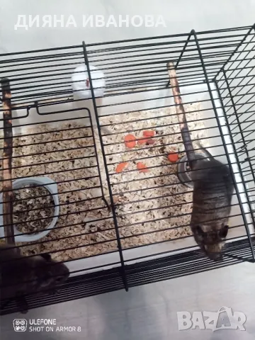 Катерички дегу, снимка 3 - Други - 48394612