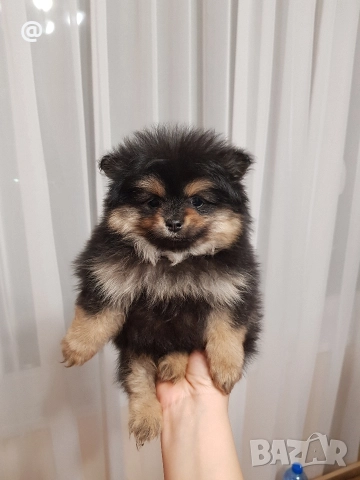 Померан померанчета снимки от днес 03.01.2026г, снимка 11 - Померан - 52967127