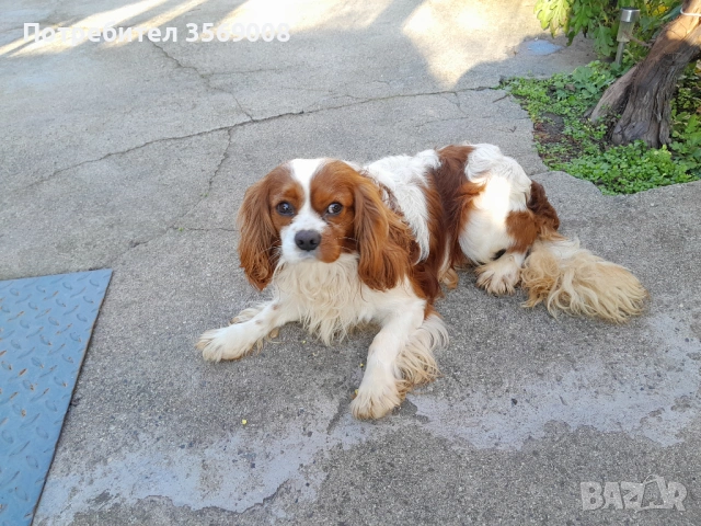 Кавалер кинг чарлз шпаньол, снимка 3 - Кавалер кинг чарлз шпаньол - 53108929