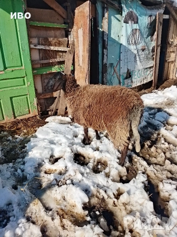 овца, снимка 3 - Овце - 53531014