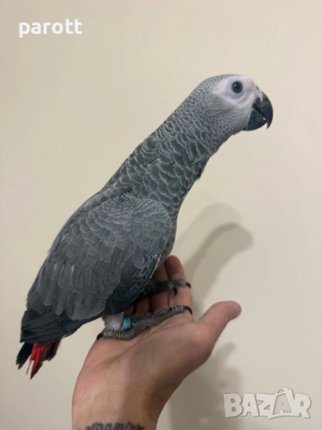 Ръчно хранен папагал Жако, снимка 7 - Папагали - 52794001