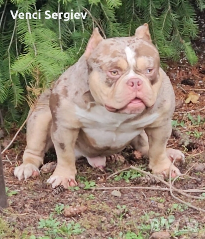 американско були покет