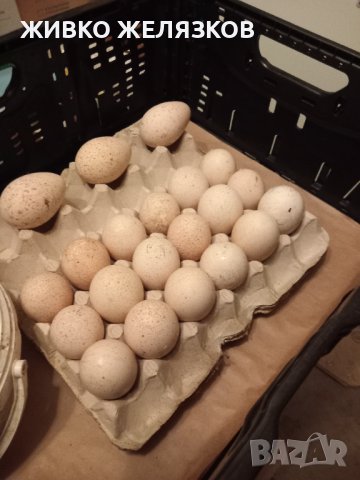 ПРОДАВАМ РАЗПЛОДНИ ОПЛОДЕНИ ПУЕШКИ ЯЙЦА, снимка 17 - Кокошки и пуйки - 40087456