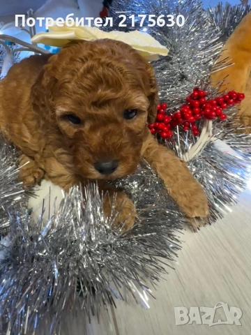 Той пудел/ Toy poodle, снимка 5 - Пудели - 52907853