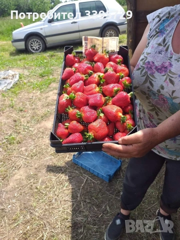 разсад за ягоди само сега не изпускаите шанса запазете си разсад за ягоди 0.30€, снимка 2 - Разсади - 53264169