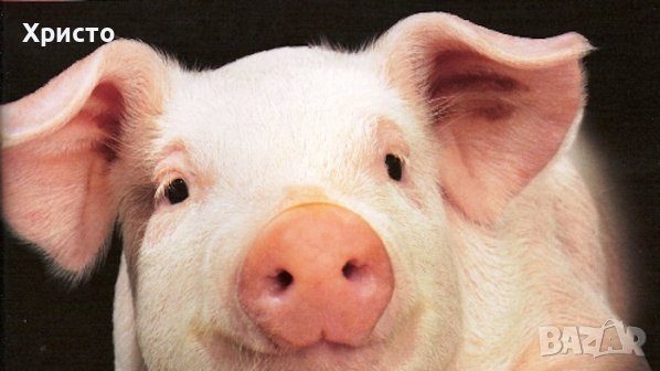 Продавам прасета