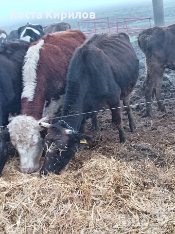 юнички , снимка 4 - Крави - 52559321