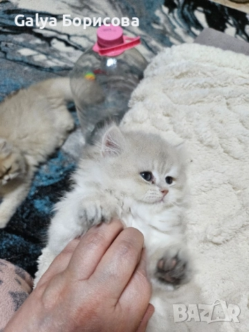 Британско лилаво злато момиче , Коледна промоция , снимка 6 - Британска късокосместа - 52437224