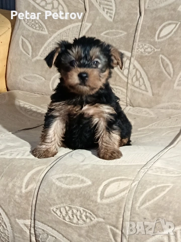 Йоркширски териер , снимка 4 - Йоркширски териер - 53017711