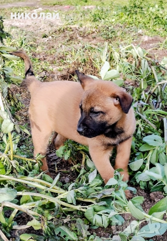 Малки кученца белгийска овчарка , снимка 6 - Белгийска овчарка - 52975832