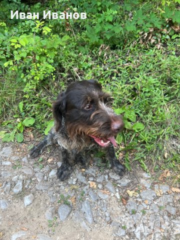 Германски дратхаар търси женска. НЕ СЕ ПРОДАВА!