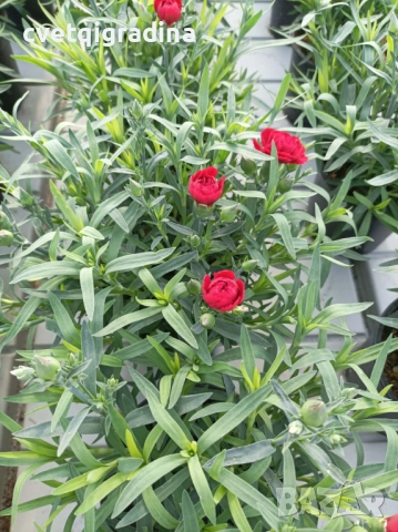 Червен нискостеблен карамфил, снимка 3 - Градински цветя и растения - 52803647