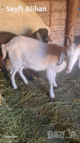 Англонубийски , снимка 2 - Кози - 53193629