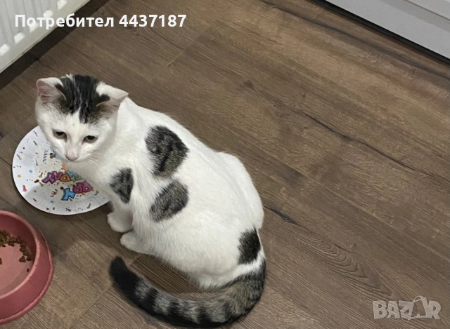 Котета, снимка 6 - Други - 52475454