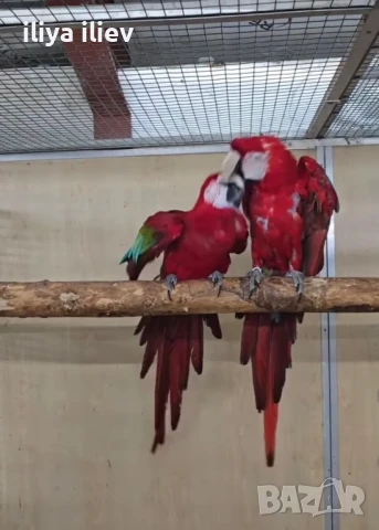 Двойка зеленокрила ара 2011, снимка 5 - Папагали - 51357895