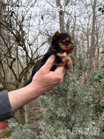 СУПЕР МИНИ ЙОРКИ Доставка, снимка 4 - Йоркширски териер - 53539980