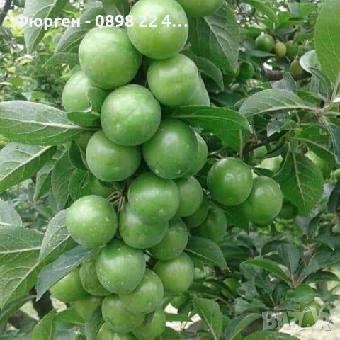 Слива Папаз (Papaz Erik) – характеристики на сорта, снимка 2 - Разсади - 52229545