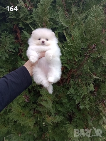 Померани. Момиченца. Реални снимки от 07.12.2025 г., снимка 8 - Померан - 52682065