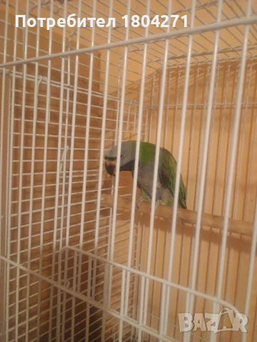 Китайски Александър , снимка 3 - Папагали - 51292952