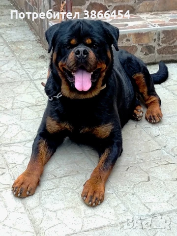 Ротвайлерчета на 67 дена с три ваксини и обезпаразетени . , снимка 1