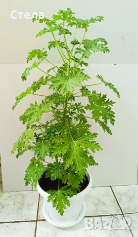 мексиканска мента, комплект Бенджамин бял, шарен и зелен, Бегония, Индрише, Епипремнум, Билбергия , снимка 5 - Стайни растения - 50328491