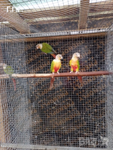 Двойка пирури и една женска