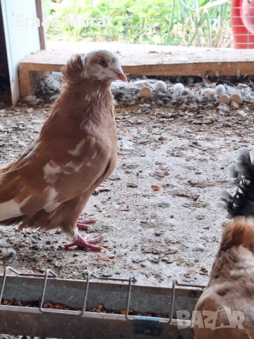 dekorativni gılıbi razlicni vidove, снимка 2 - други­ - 52557404