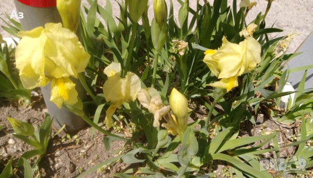 Продавам цветя Ириси, ниски, жълти и тъмно сини, снимка 3 - Разсади - 36896575