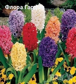 Луковици ЗЮМБЮЛИ, снимка 4 - Градински цветя и растения - 51033126