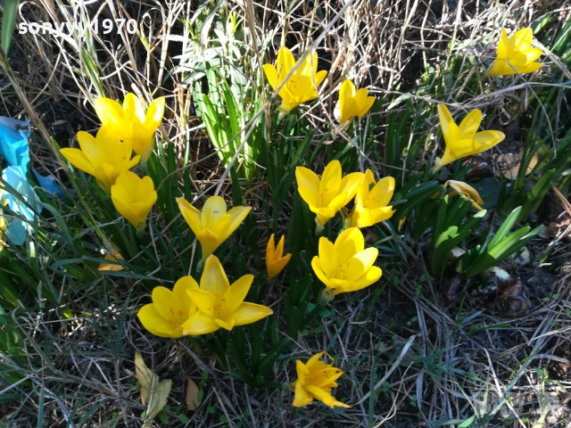 ГРЪМ ОТ ГРАДИНСКИ ЦВЕТЯ ЗА ЦЯЛА ЛЕХА 25ЛВ 1910251933, снимка 11 - Градински цветя и растения - 52109825