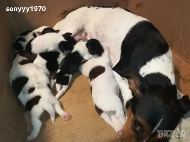 джак ръсел-бебета 1709250938, снимка 2 - Джак ръсел териер - 51740822