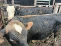 Свободни 2 мъжки телета, снимка 2