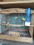 Продавам канари порода Малиноа. , снимка 4