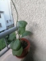 Хоя Керри ,голямо растение , снимка 2