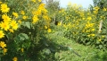 Земна ябълка, Гулия (Helianthus tuberosus), снимка 2